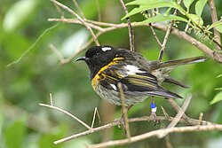 Male stitchbird or hihi (Notiomystis cincta) showing convergence with honeyeaters