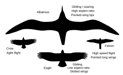 A diagram of wing shapes