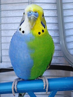 An example of a chimera half-sider budgerigar