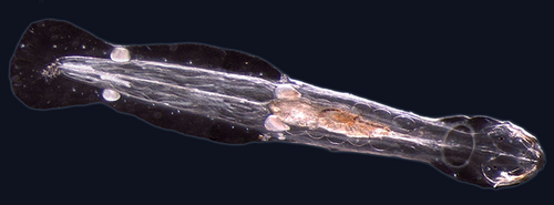 Many marine worms are related only distantly, so they form a number of different phyla. The worm shown is an arrow worm, found worldwide as a predatory component of plankton.