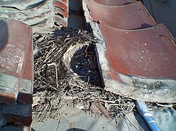 Urban nest under a roof tile of a wooden house in Japan