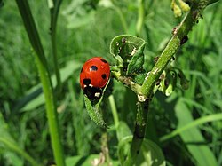 Seven-spot ladybirds select plants of good quality for their aphid prey.