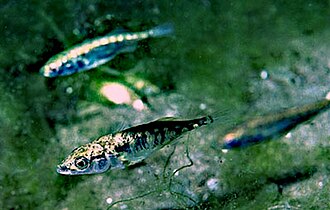 Three-spined stickleback fish have been a frequently studied species in ecological speciation.