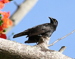 Micronesian starlings have been observed feeding on the eggs of seabirds.