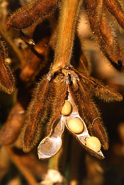 Soy sauce is made from soybeans.