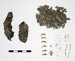 Long-eared owl pellets and rodent bones obtained from dissected pellets (1 bar = 1 cm).