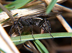 Sawfly laying eggs in a plant, using the serrated saw-like ovipositor for which the group is named