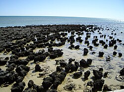 Stromatolites in Hamelin Pool are ancient structures that are built by microbes.