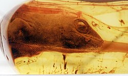 Yantarogekko, a gecko