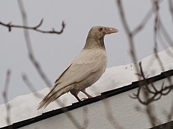 Leucistic. This individual is locally well known in Anchorage (Alaska).[43]