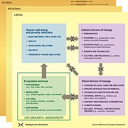 A schematic image illustrating the relationship between biodiversity, ecosystem services, human well-being and poverty.[204] The illustration shows where conservation action, strategies, and plans can influence the drivers of the current biodiversity crisis at local, regional, to global scales.