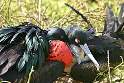 Breeding pair