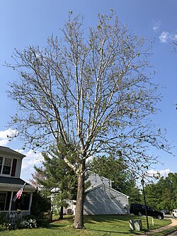 Severe infections of anthracnose can sometimes defoliate large swaths of sycamore during mid- and late spring, but trees generally recover by mid-summer