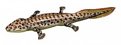 Acanthostega, ≈365 Ma
