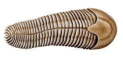 Spriggina floundersi, a worm-like organism