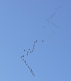 Two flocks of common cranes