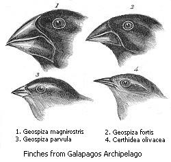 Geographical isolation of finches on the Galápagos Islands produced over a dozen new species.