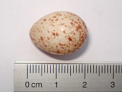 Egg