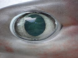 Eye of a bigeyed sixgill shark (Hexanchus nakamurai)