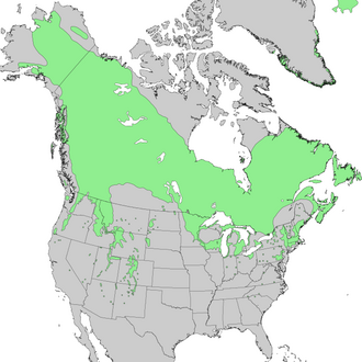 A species range map represents the region where individuals of a species can be found. This is a range map of Juniperus communis, the common juniper.