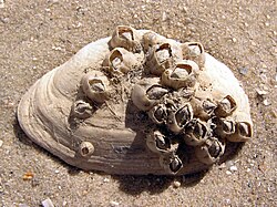 Balanus improvisus, one of the many barnacle taxa described by Charles Darwin, on a bivalve shell