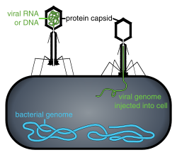 Phage injecting its genome into a bacterium. Viral replication and bacterial cell lysis will ensue.[206]