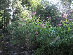 Himalayan balsam (I. glandulifera) invading habitat along a creek in Hesse