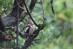 Juvenile male D. m. major in Maidenhead, Berkshire, England. Juveniles can be distinguished from adults by their red crown, which is more pronounced in males.