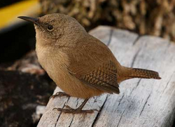 Cobb's wren is an insular endemic, restricted to the Falkland Islands