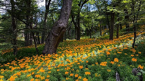 Part of the forest in the mountain.