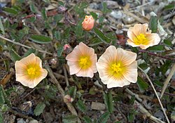 Sida abutifolia