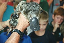 The platypus uses its bill to navigate underwater, detect food, and dig. The bill contains receptors which help detect prey.