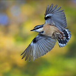 An individual of the subspecies Sitta europaea caesia in flight.
