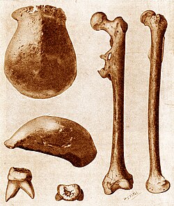 "Java Man" or Pithecanthropus erectus (now Homo erectus), the original "missing link" found in Java in 1891–92