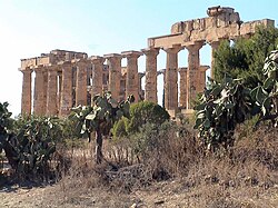 Prickly pears at an ancient Greek temple in Selinunte, Sicily. Native to Mexico and other countries in Central and South America, the prickly pear has been widely cultivated for food; escaped plants have subsequently established populations in several other countries around the world.