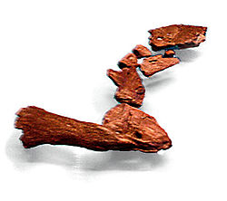 Forelimb from shoulder (bottom left) to fin (top right)