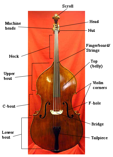Principal parts of the double bass