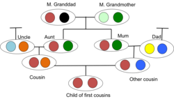 The passage of homozygous alleles through an inbred pedigree