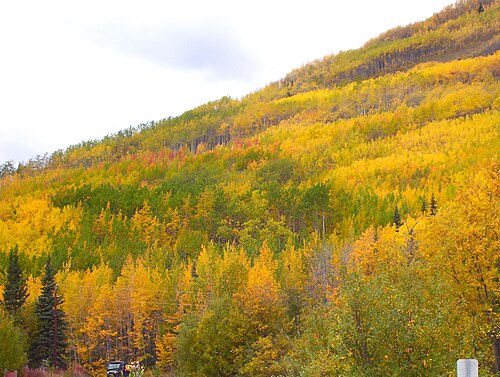Many organisms, including aspen trees, reproduce by cloning, often creating large groups of organisms with the same DNA. One example depicted here is quaking aspen.
