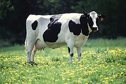 The Holstein Friesian cow is the dominant breed in industrialized dairy farms today.