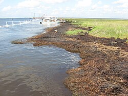 Heavy oiling of Bay Jimmy, Plaquemines Parish, 15 September 2010