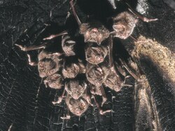Group of polygynous vampire bats