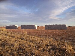 Cotton modules after harvest in West Texas