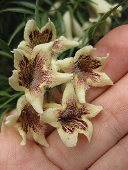 Pandorea doratoxylon
