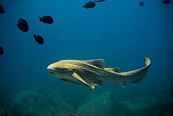 Zebra shark