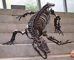 Varanus priscus was a giant carnivorous goanna lizard, perhaps as long as 7 metres and weighing up to 1,940 kilograms[69]
