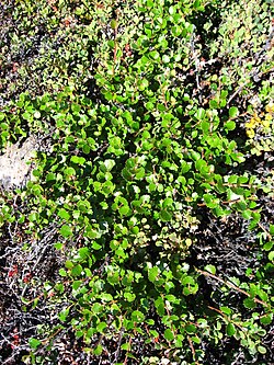 Betula nana in Greenland