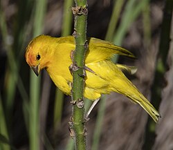 A male Saffron Finch (flaveola ssp.) introduced to Hawaii