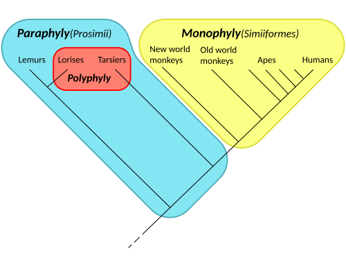 Cladogram of the primates, showing a monophyletic taxon (a clade: the simians or Anthropoidea, in yellow), a paraphyletic taxon (the prosimians, in blue, including the red patch), and a polyphyletic taxon (the nocturnal primates – the lorises and the tarsiers – in red)