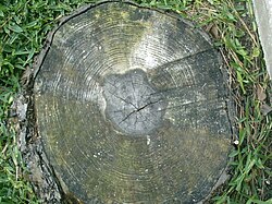 Pine tree rings